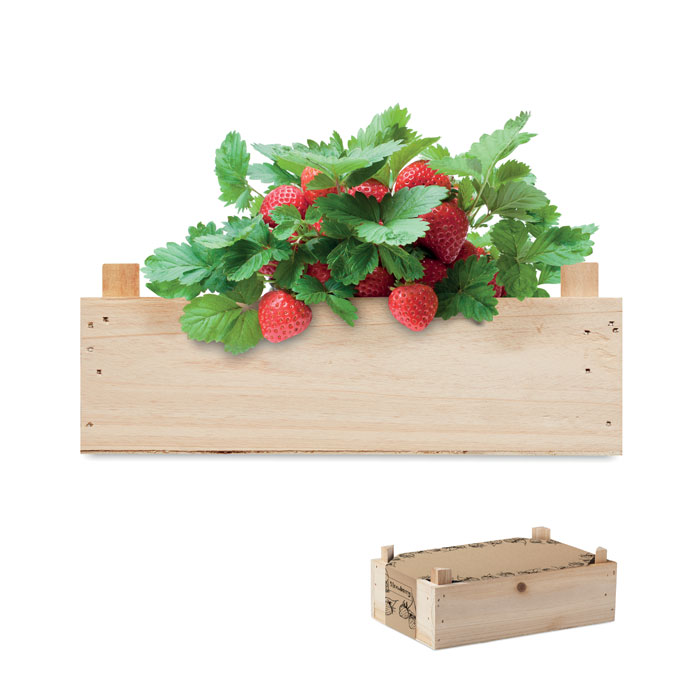 STRAWBERRY Kit per coltivare fragole